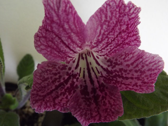 Natasha - Streptocarpusi