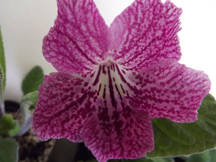 DSCF0490 - Streptocarpusi