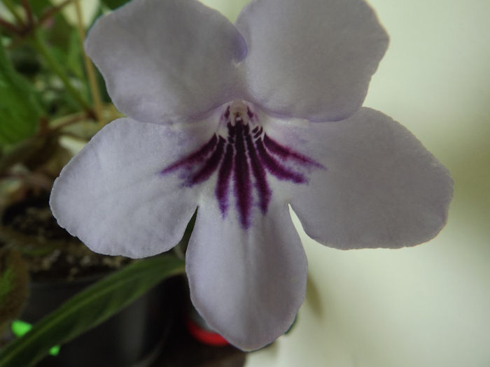 DSCF0494 - Streptocarpusi