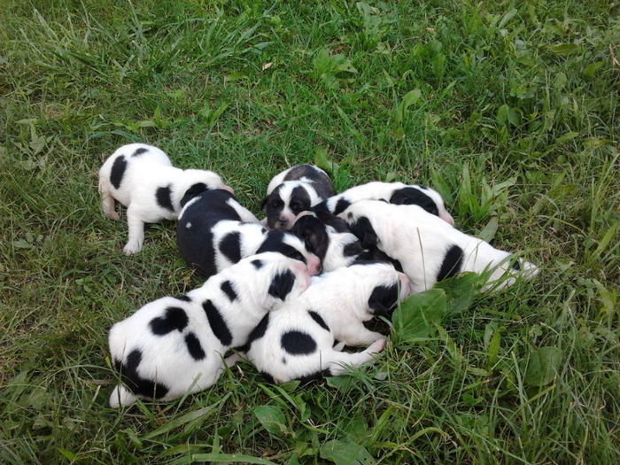 Puisori de 3 zile - Pui ciobanesc de bucovina -  iulie 2013