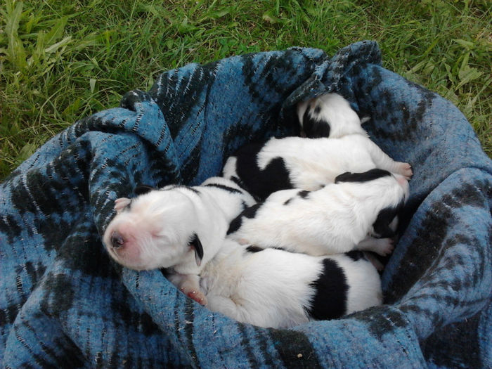 Puisori de 3 zile - Pui ciobanesc de bucovina -  iulie 2013