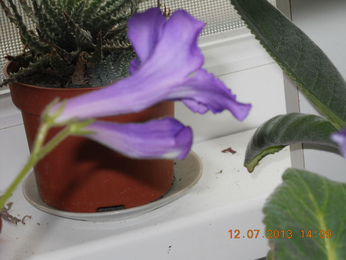 013 - STREPTOCARPUS 2013