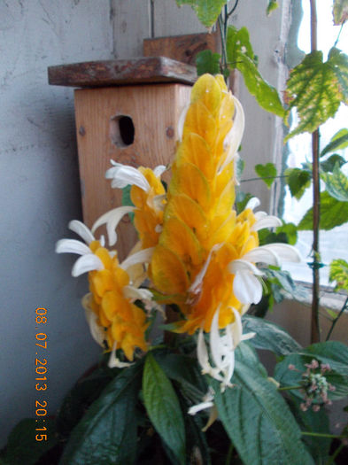pakistakis lutea