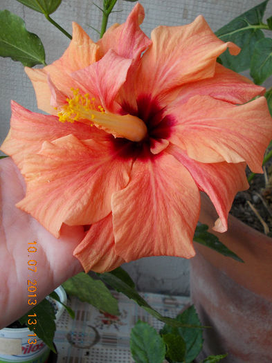 12 iulie 2013-flori 056