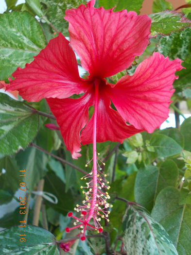 hibi surinam