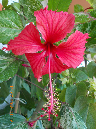 12 iulie 2013-flori 079