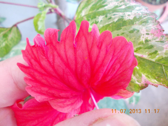 12 iulie 2013-flori 082