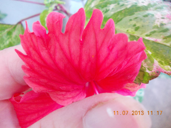 12 iulie 2013-flori 083