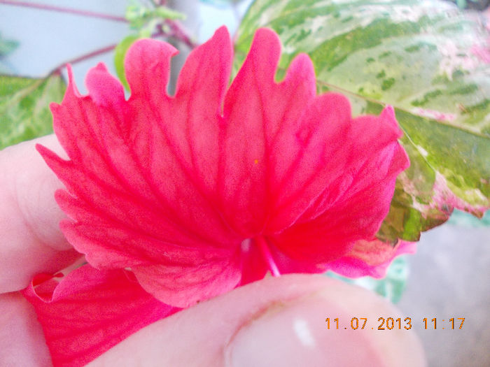 12 iulie 2013-flori 084