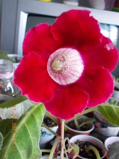 12 iulie 2013-flori 088