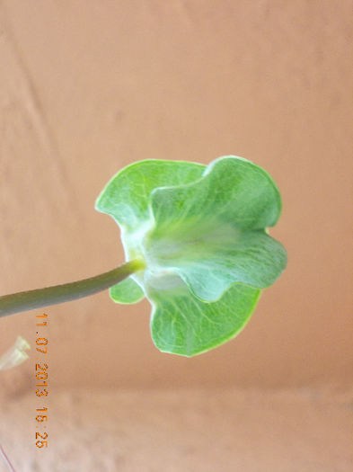 12 iulie 2013-flori 091