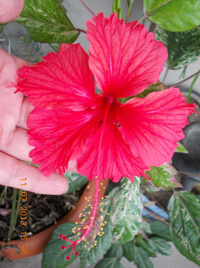 12 iulie 2013-flori 101