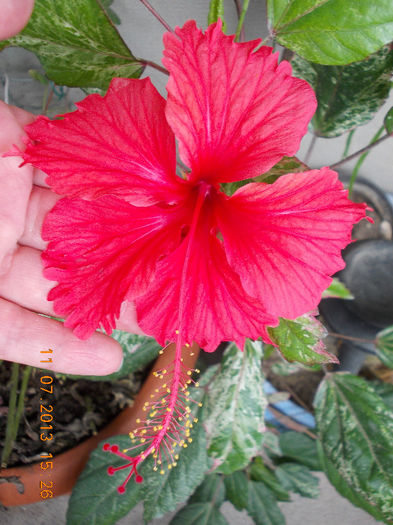 hibi surinam