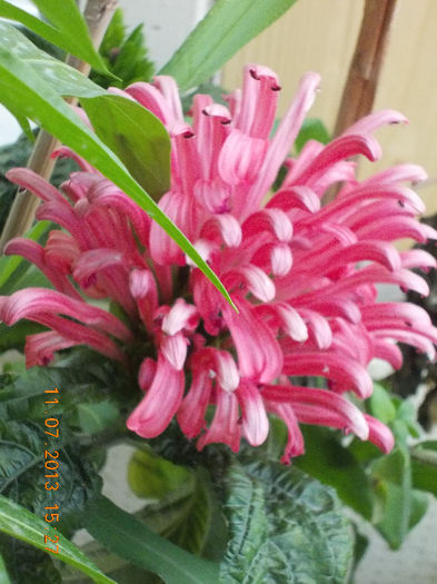 12 iulie 2013-flori 108 - iulie 2013-flori