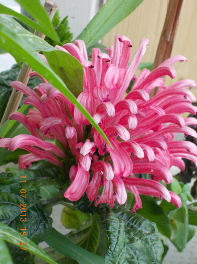 justitia - iulie 2013-flori