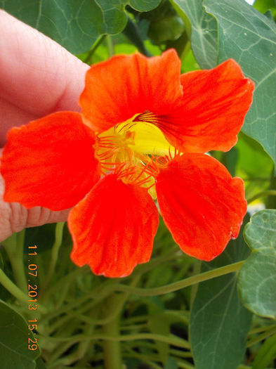 12 iulie 2013-flori 117 - iulie 2013-flori