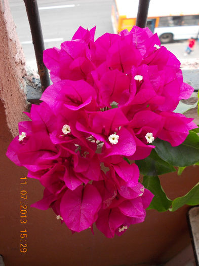 bougainvillea - iulie 2013-flori