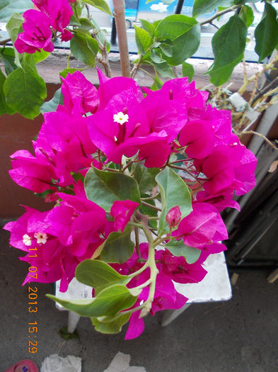 bougainvillea - iulie 2013-flori