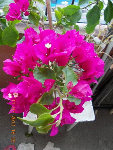 12 iulie 2013-flori 124 - iulie 2013-flori