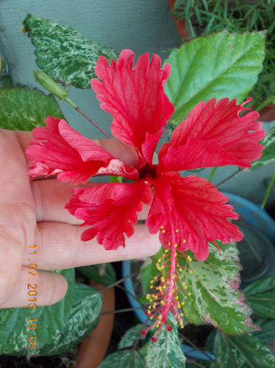 12 iulie 2013-flori 141 - iulie 2013-flori