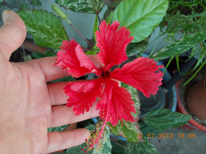 12 iulie 2013-flori 144 - iulie 2013-flori