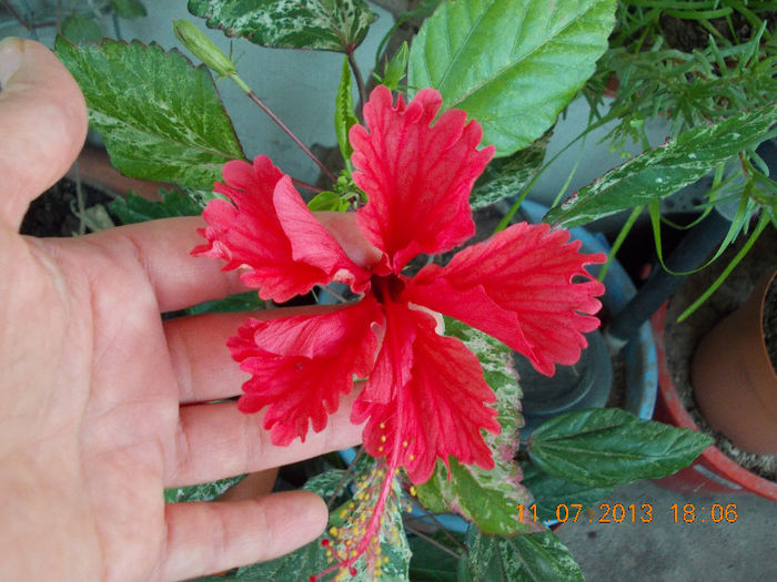 hibi surinam - iulie 2013-flori