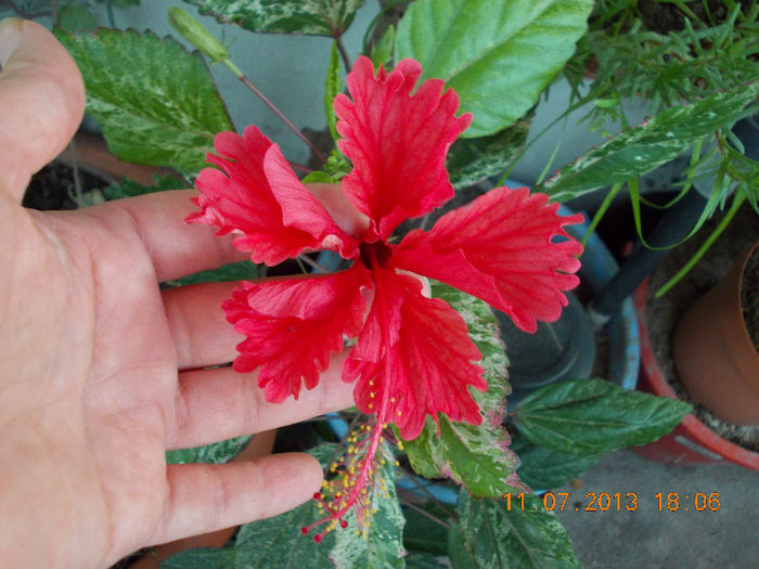 12 iulie 2013-flori 146 - iulie 2013-flori