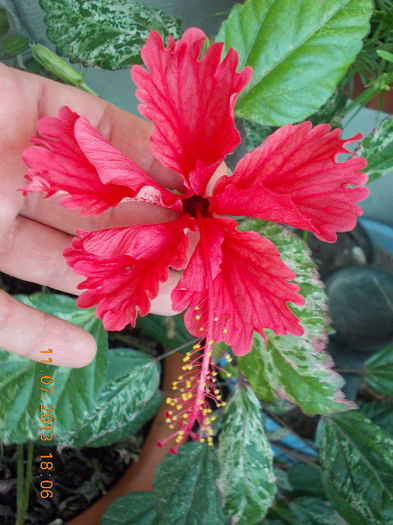 12 iulie 2013-flori 148 - iulie 2013-flori