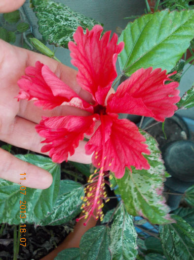 12 iulie 2013-flori 151 - iulie 2013-flori