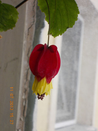 12 iulie 2013-flori 107