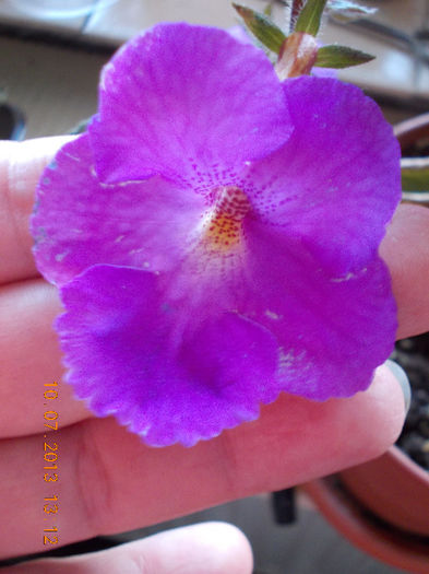 12 iulie 2013-flori 051 - achimenes