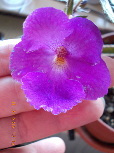achi pulcherima - achimenes