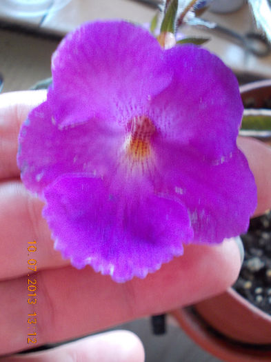 12 iulie 2013-flori 053 - achimenes