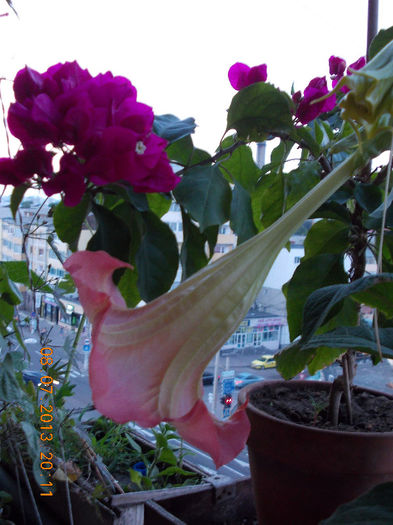 12 iulie 2013-flori 016