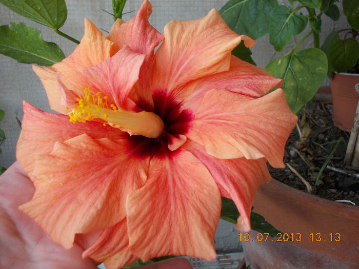 hibi port batut - hibiscus -1