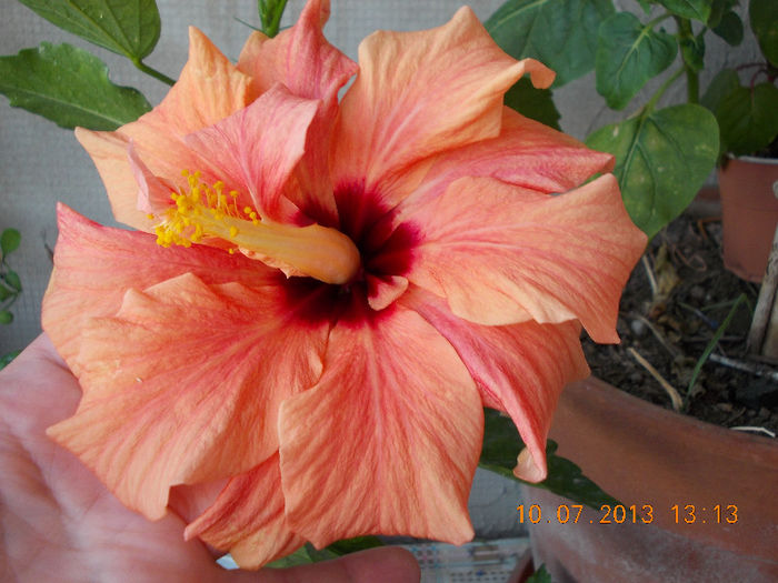 12 iulie 2013-flori 059 - hibiscus -1