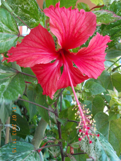 12 iulie 2013-flori 068 - hibiscus -1