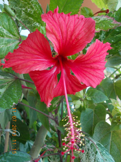 hibi surinam - hibiscus -1