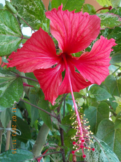 12 iulie 2013-flori 070 - hibiscus -1