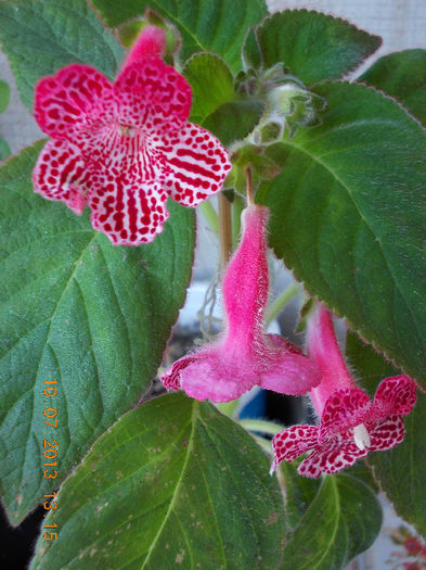 12 iulie 2013-flori 063 - kohleria