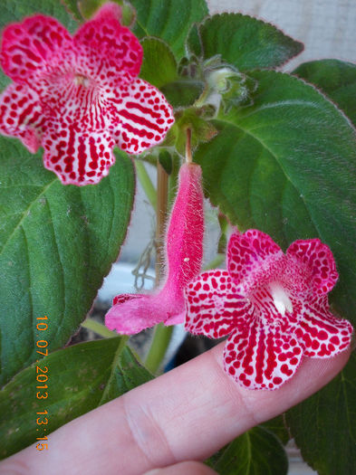 12 iulie 2013-flori 067 - kohleria