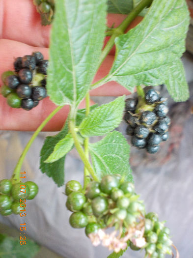 lantana camara-fructe(seminte) - lantana camara