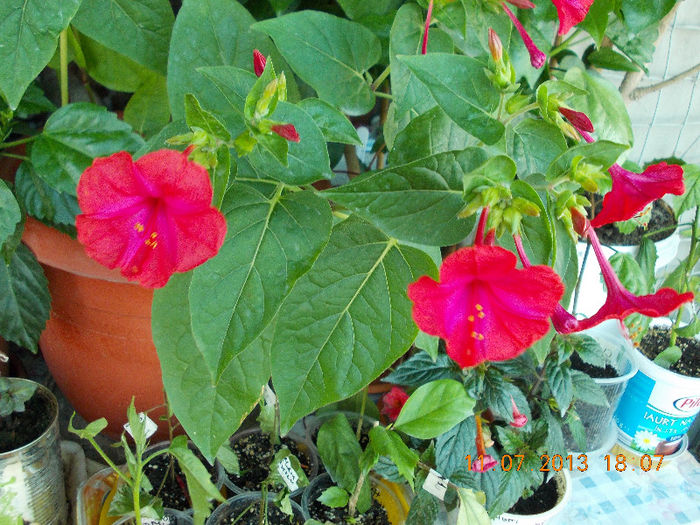 12 iulie 2013-flori 153 - mirabilis jalapa