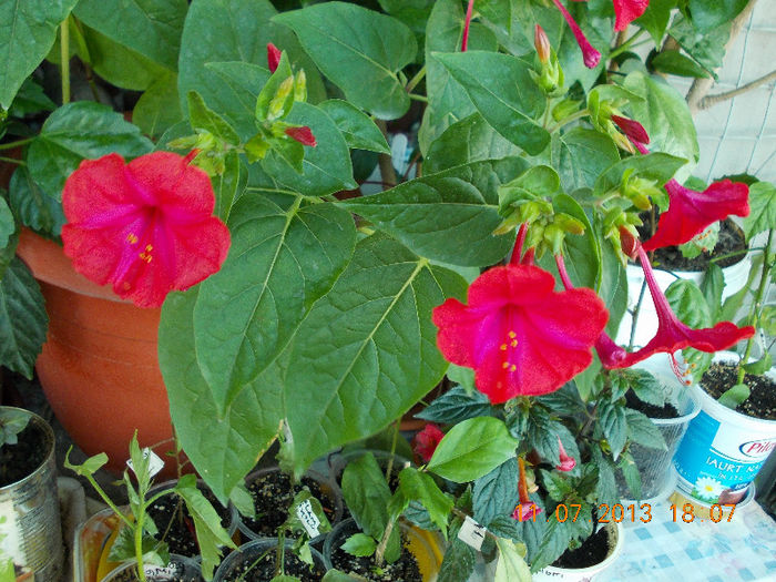 12 iulie 2013-flori 154 - mirabilis jalapa