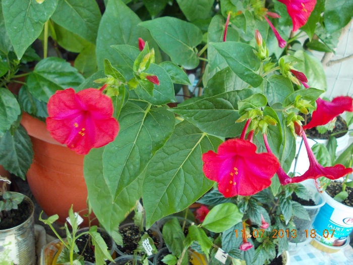 12 iulie 2013-flori 155 - mirabilis jalapa