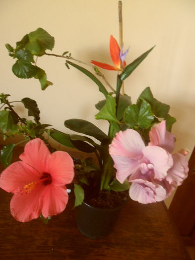 hibiscus grup