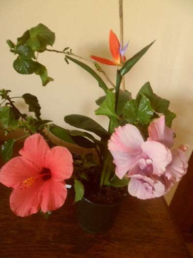 hibiscus grup