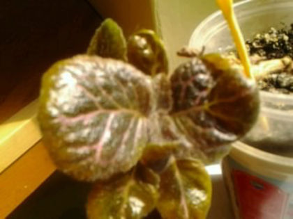 Chocolate Cream in revenire - Episcia 2013