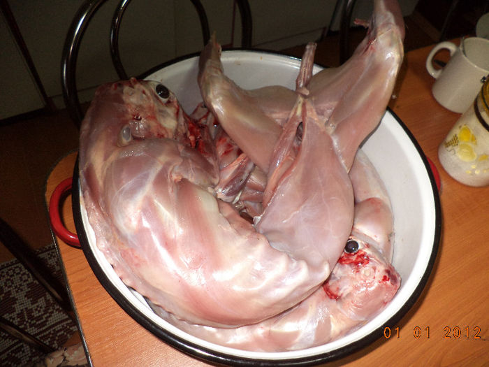 Iepuroaica de la Brugger la cratita; dupa doua fatari anul asta avea doar 6 kg in viu
