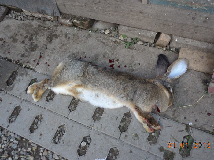 Femela de la Brugger sacrificata; Frumoasa era,,,
